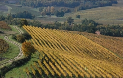 Vue sur un vignoble charentais