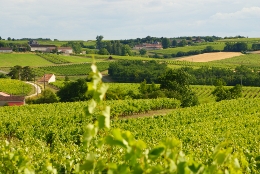 Paysage de vignoble charentais